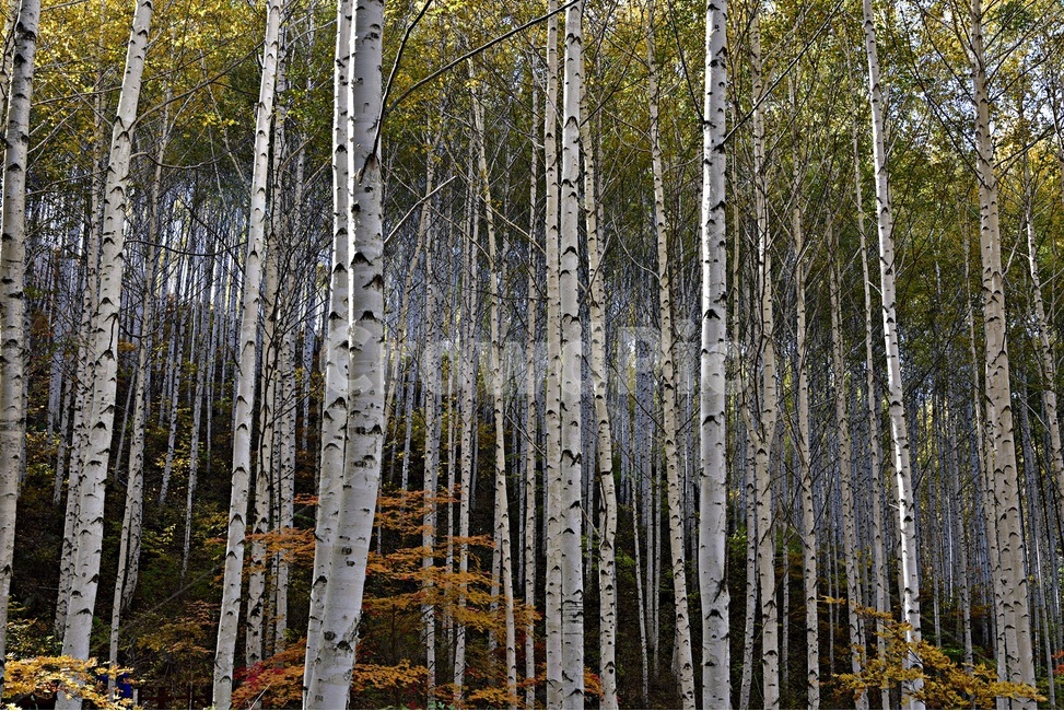 자작나무,자작나무숲,원대리,betulaplatyphylla,siberiansilverbirch,인제자작나무숲,원대리자작나무,자연,풍경,nature,landscape,식물,plants,나무,trees,wood,tree,plant