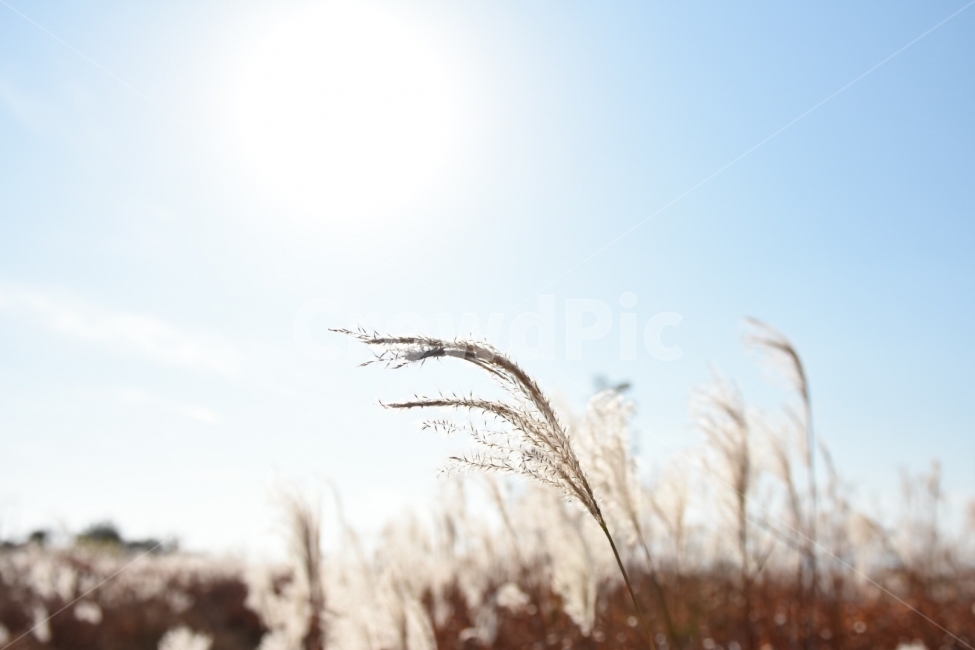 억새,겨울,풍경,갈대,꽃,가을,계절,fall,autumn,season,식물,자연,plants,nature,감성,sensible,feeling,grass,잔디,plant,lawn