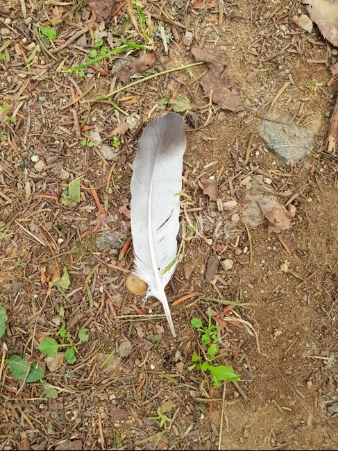 회색,깃털,천사,힐링,편안함