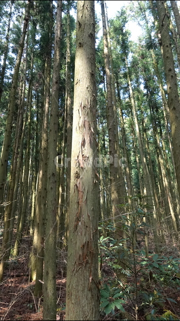 제주도,거문오름,오름,자연,nature,숲,forest,수풀,나무,jeju,jejuisland,green,비자림