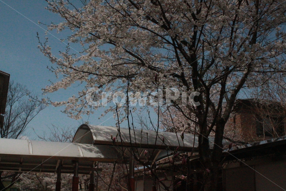 꽃,벚꽃,나무,flower,봄꽃,cherryblossom,tree,식물,자연,plants,nature,꽃,flower