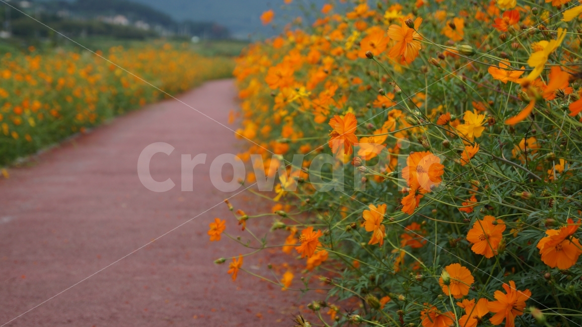 꽃,꽃사진,꽃길,가을,코스모스,식물,자연,풍경,nature,landscape,식물,plants,꽃,flower,leaf,잎,plant