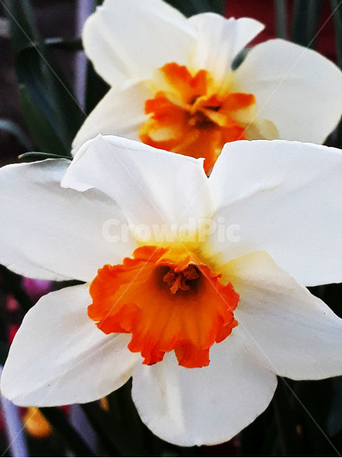 plant,식물,blossom,꽃,narcissus,수선화,paperwhite,식물,자연,plants,nature,꽃,flower
