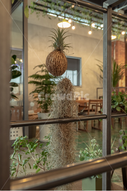 plant,식물,카페,cafe,틸란시아,수염틸란시아,파인애플