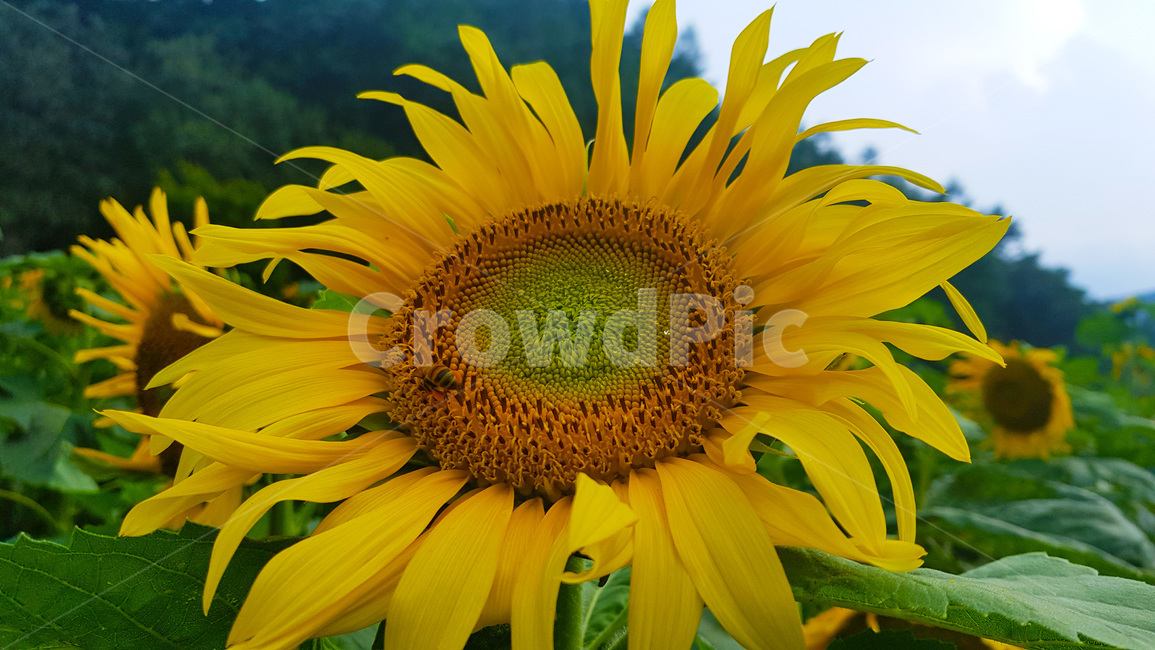 꽃,초록,자연,풀,nature,plants,green,여름,summer,낮,색감,생동감,노랑색,벌,산,mountain,해바라기,노랑색꽃,flower