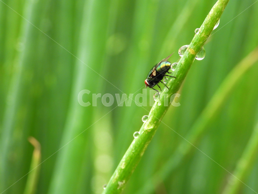 농촌,파,파리,곤충,자연,해충,물방울,동물,animal,곤충,벌레,insect,bug