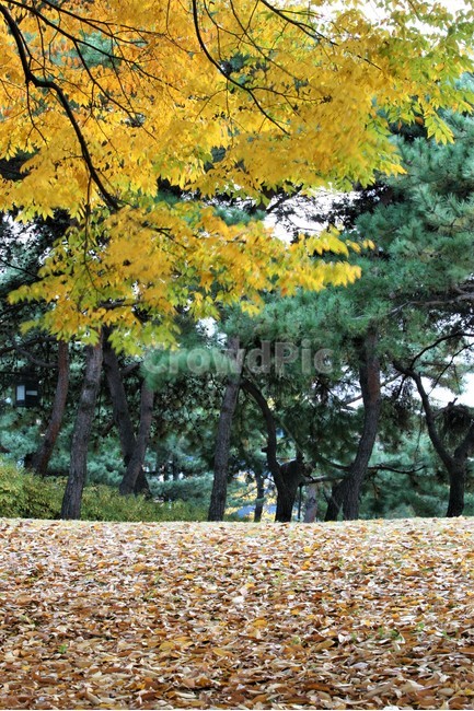 서울단풍명소,송파구단풍명소,가을,단풍,올림픽공원,가을,계절,fall,autumn,season,tree,나무,plant,식물,tree trunk,나무 줄기
