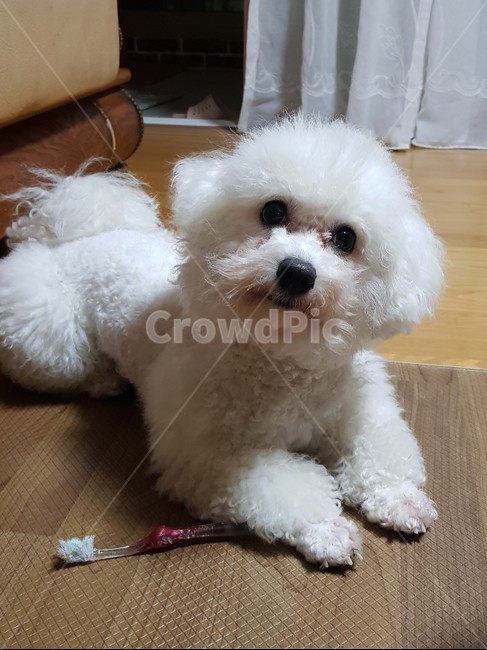 강아지,dog,puppy,비숑프리제,bichon