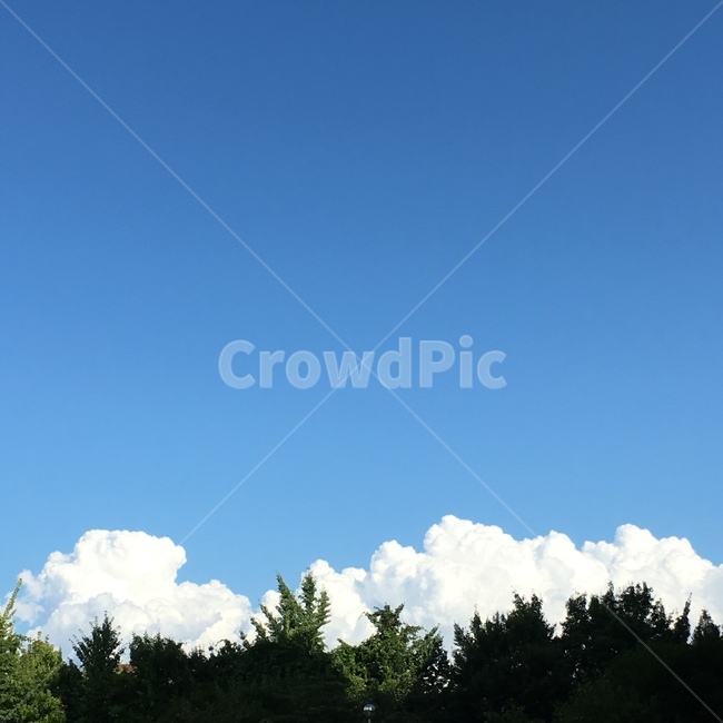풍경,하늘,뭉게구름,구름,맑음,자연,sky,skyview,clearday,cloud,blue,자연,풍경,nature,landscape,tree,나무,plant,식물,outdoors,옥외,fir,전나무