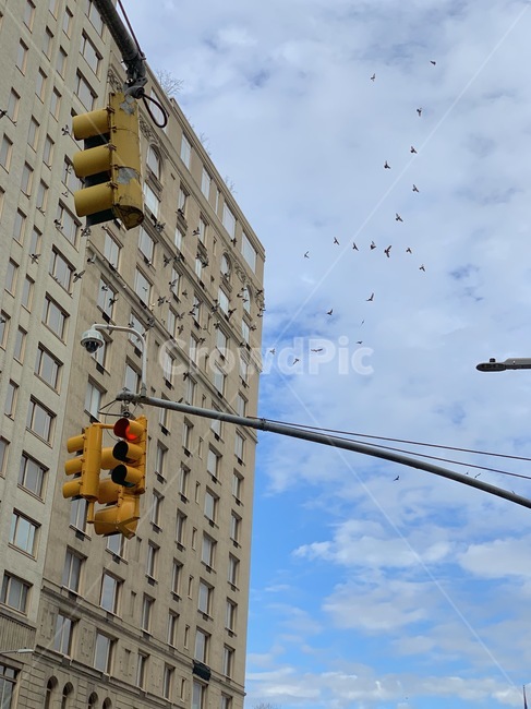 뉴욕,건물,하늘,신호등,새,교통,교통수단,traffic,transportation,건축물,건물외관,exterior,building,structure,architecture,construction
