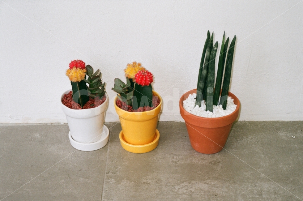 선인장,다육이,식물,카페,화분,필름,감성,미니화분,식물,자연,plants,nature,인테리어,실내디자인,interior design