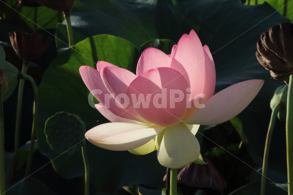 연,연꽃,식물,자연,lotus,식물,자연,plants,nature,꽃,flower