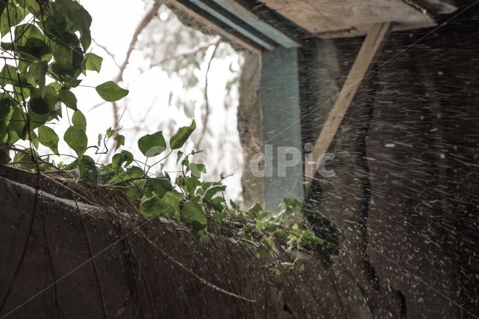 겨울,눈,풍경,창문,눈보라,식물,자연,plants,nature