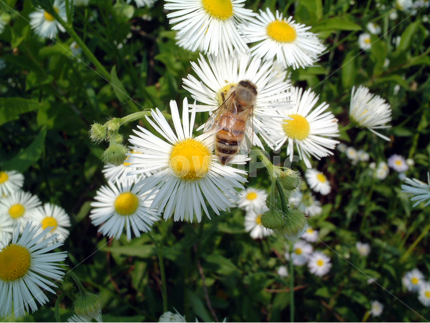 꽃,벌,꿀벌,꽃과벌,곤충,bee,자연,여름,식물,자연,plants,nature,꽃,flower,동물,animal,곤충,벌레,insect,bug