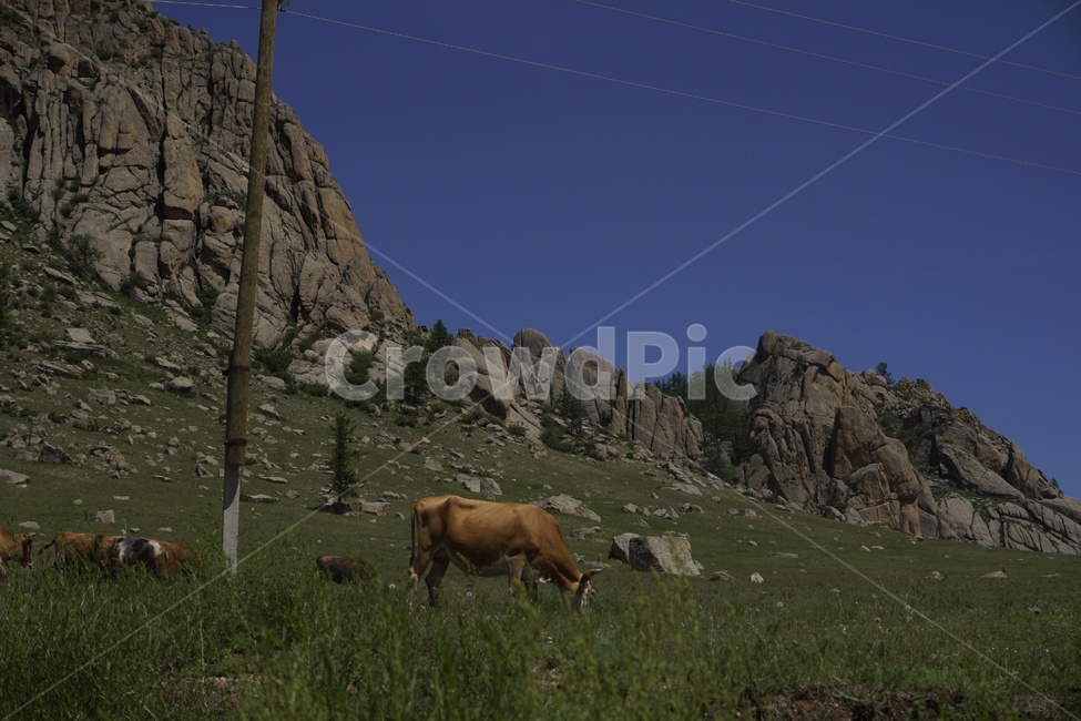 몽골,꽃,동물,자연,풍경,들꽃,들판,초원,하늘,cow,sky