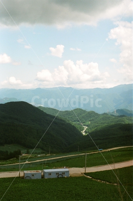 고랭지,배추,배추밭,경계,햇빛,자연,필름,여름,자연,풍경,nature,landscape,한국자연풍경,한국자연경관,korea nature landscape,시골,마을,country,rural,town,outdoors,옥외,hill,언덕