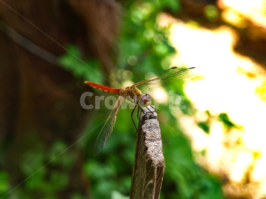 brown,closeup,dragonfly,dragonflytakingarest,environment,forest,garden,green,insect,insectsisolated,natural,nature,outdoor,plant,red,tree,wild,wood,곤충,잠자리,고추잠자리,야외,자연