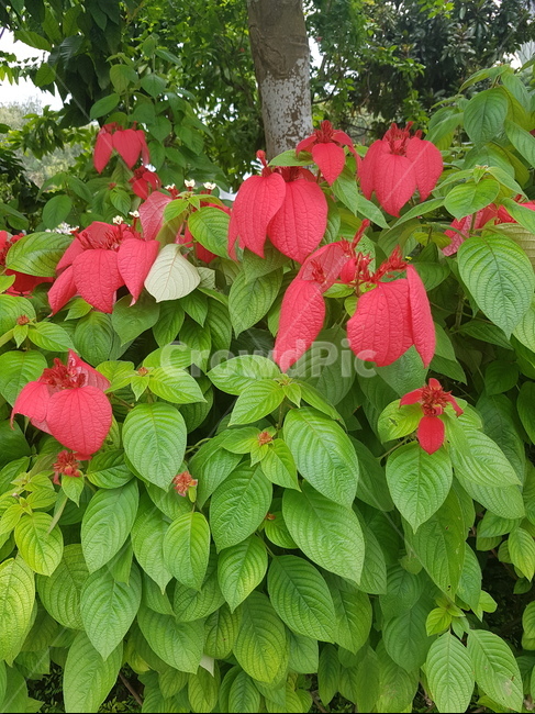 꽃,이름모름,예쁨,향기로움,싱가폴,식물,자연,plants,nature,꽃,flower
