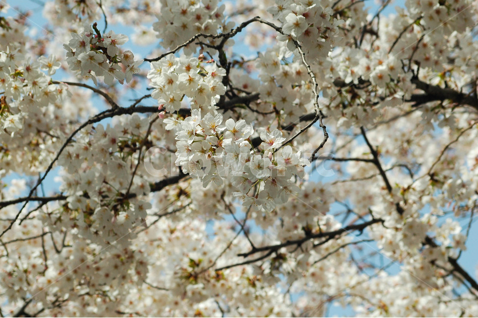 봄,벚꽃,자연,풍경,나무,봄,계절,spring,season,식물,자연,plants,nature,꽃,flower,plant,blossom