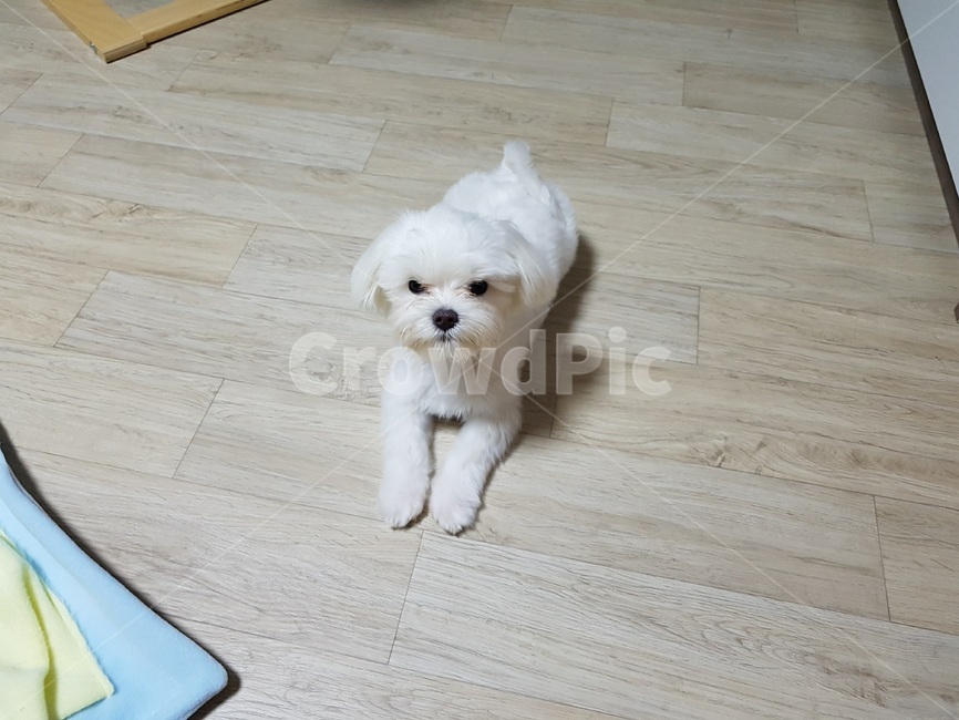 말티즈,말티스,애완견,흰강아지,강아지,마르티즈,개,작은강아지,동물,dog,pet,maltese