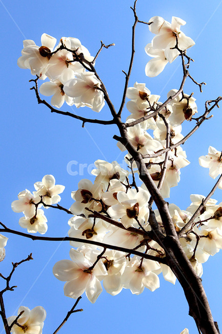 목련,목련화,봄꽃,하얀꽃,봄,꽃,식물,자연,plants,nature,꽃,flower