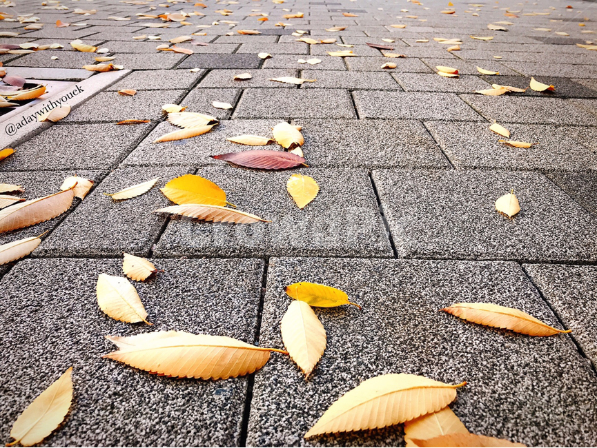 plant,식물,leaf,잎,asphalt,아스팔트,낙엽,가을,autumn,노란,yellow,풍경,landscape,길,road,가을,계절,fall,autumn,season,식물,자연,plants,nature