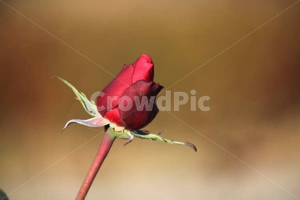 장미,꽃,식물,정원수,rose,식물,자연,plants,nature,꽃,flower