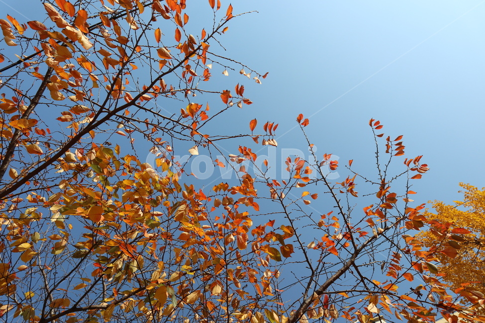 가을,계절,자연,나무,풍경,가을,계절,fall,autumn,season,leaf,잎,plant,식물
