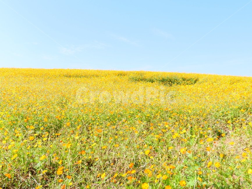 황화코스모스,노란꽃,노랑꽃,주황꽃,코스모스,꽃밭,가을꽃,꽃동산,꽃농장,가을,계절,fall,autumn,season,자연,풍경,nature,landscape,grassland,목초지,field,들,outdoors,옥외,rural,농촌,farm,농장,meadow