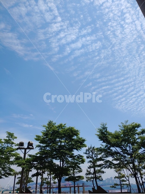 하늘,구름,나무,맑은하늘,sky,tree