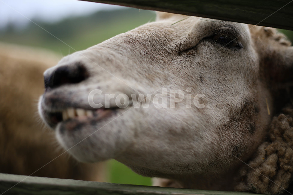 대관령,양떼목장,목장,양,동물,동물,animal,포유류,mammal,얼굴표정,facial expression,face