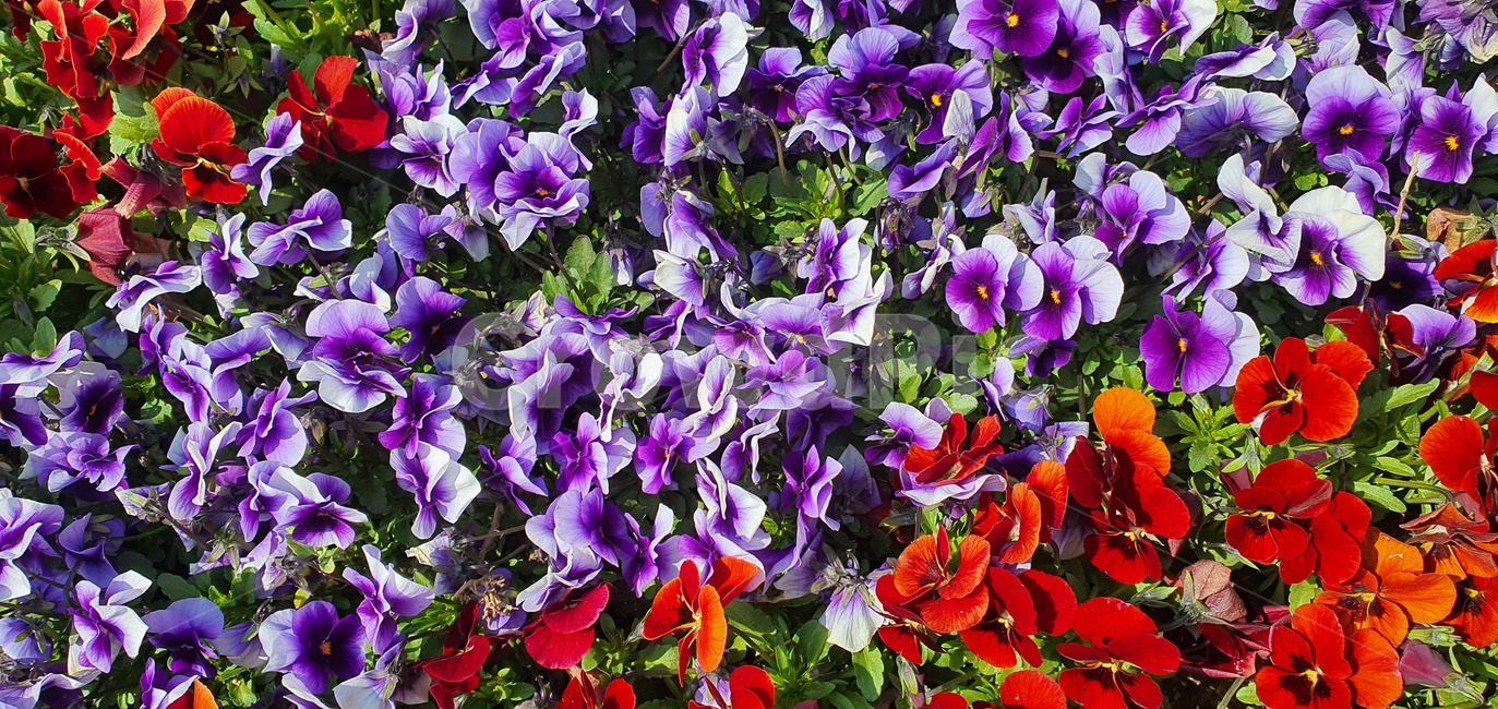 보라색,flower,꽃잎,purple,꽃,빨간색,blossom