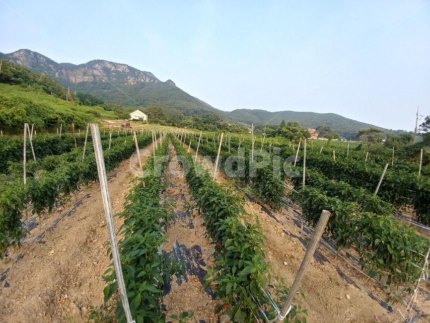 밭,농사,자연,시골,고추밭,농촌,농장,rural,옥외,farm,농업,농사,agriculture,farming,farming industry