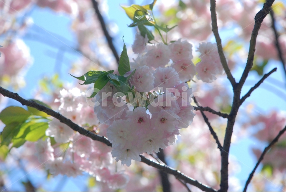 꽃,봄,식물,자연,벚꽃,겹벚꽃,봄,계절,spring,season,식물,자연,plants,nature,꽃,flower,plant,blossom,cherry blossom