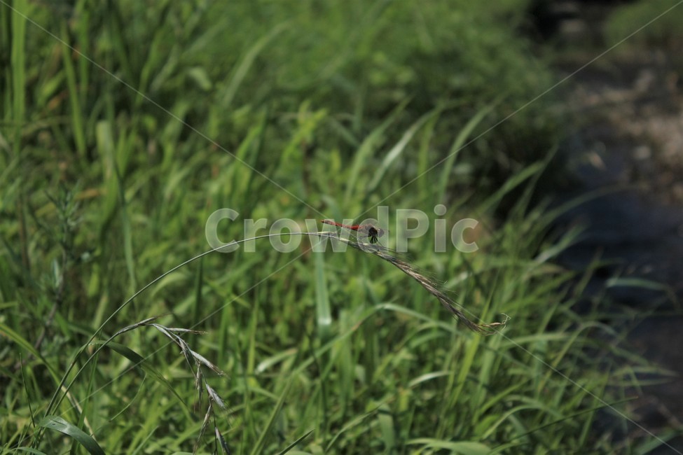 잠자리,풍경,용인,경안천,풀,식물,자연,plants,nature,동물,animal,곤충,벌레,insect,bug