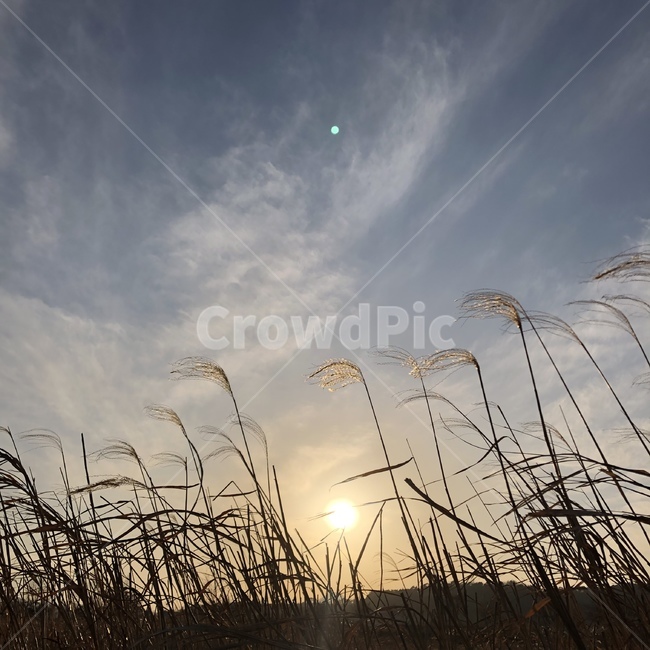 갈대,순천만,reed,autumn,fall,자연,풍경,nature,landscape,grass,잔디,plant,식물,lawn