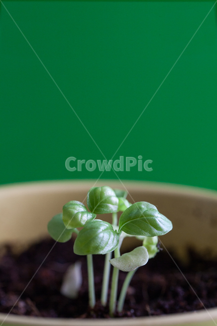 봄,새싹,초록,떡잎,자연,허브,화분,실내용화초,화분,화초,house plant