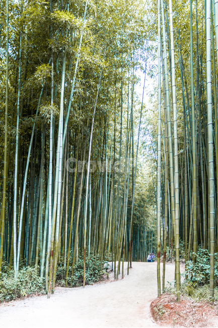 대나무,숲길,일상,풍경,선,자연,풍경,nature,landscape,식물,plants,나무,trees,wood,휴식,힐링,rest,relaxation,healing,plant