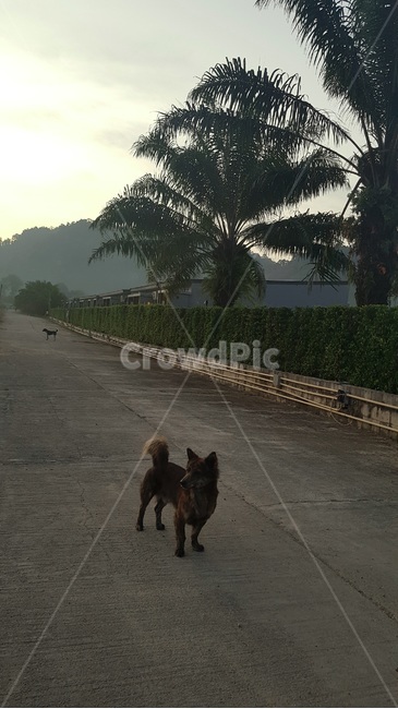 개,dog,도로,street,tree,나무,야자수