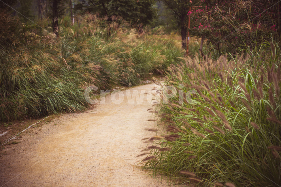 길,road,갈대,reed,풍경,landscape,가을,계절,fall,autumn,season,자연,풍경,nature,landscape,path,통로,gravel,자갈,도로,dirt road,흙길