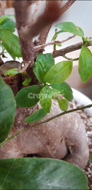 인삼벤자민,벤자민,plant,식물,leaf,잎,초록이,화분,화초,사람모양