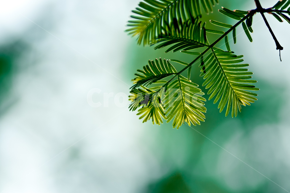 초록,나뭇잎,감성,감성사진,접사,근접촬영,나무,식물,자연,plants,nature