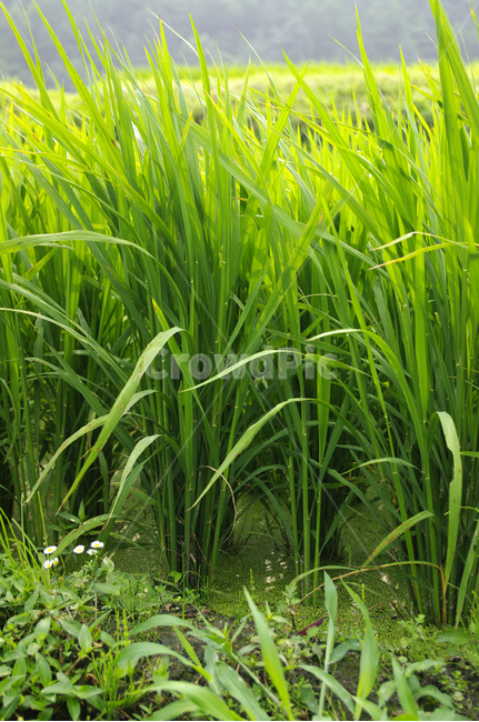 벼,논,식물,plant,초록,산업,industry,industrial,농업,농사,agriculture,farming,farming industry