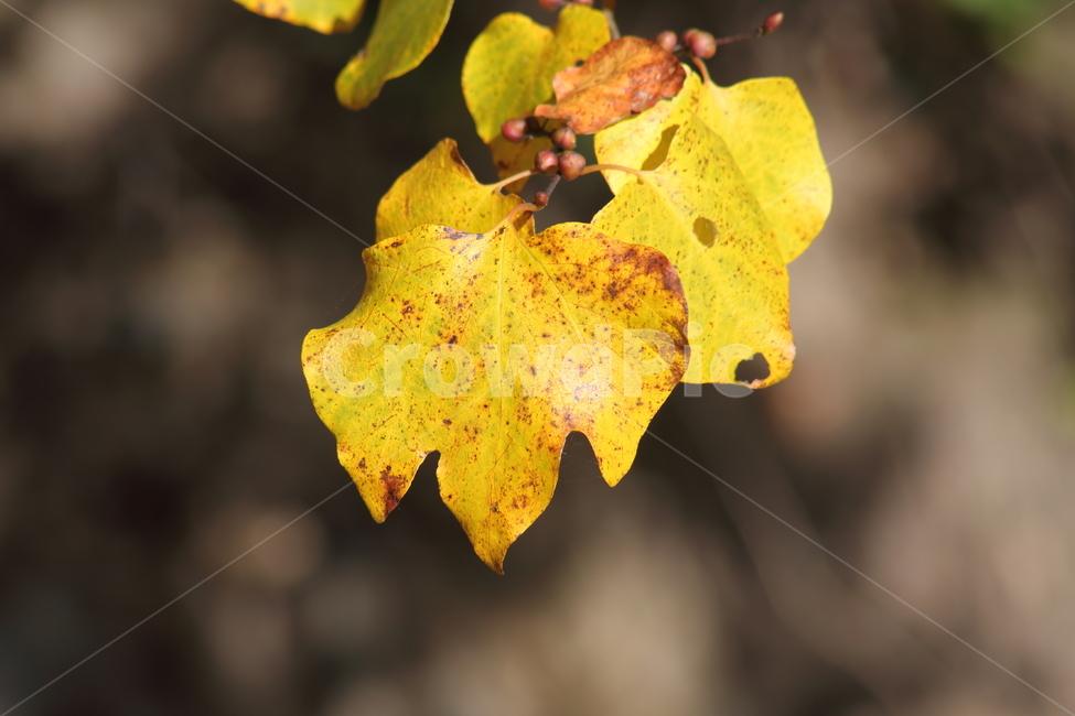단풍,잎,가을,redleaves,leaf,가을,계절,fall,autumn,season,식물,자연,plants,nature,plant,tree,나무,fungus,진균류