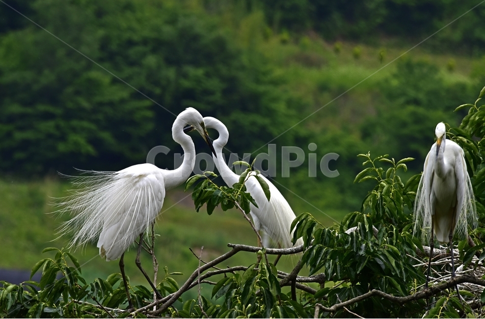 백로,egret,흰이슬,중대백로,여름새,철새,여름철새,외가리과,동물,animal,조류,새,birds