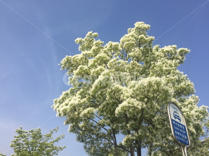 조팝나무,이팝나무,택시정류장,정류장,하늘,봄꽃,풍경,계절,springseason,식물,자연,plants,nature,꽃,flower,나무,trees,wood,감성,sensible,feeling,spring,korea,sky,blossom,화창한봄날,taxi,stop,station,bridalwreath,retusafringetree