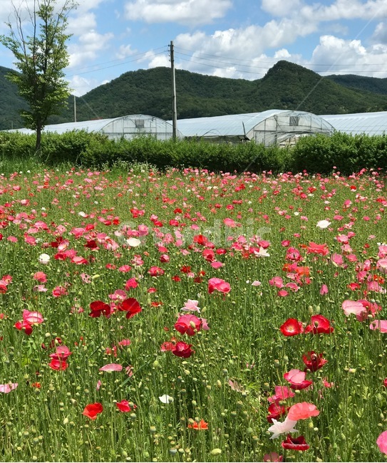 양귀비,꽃,flower,식물,plants