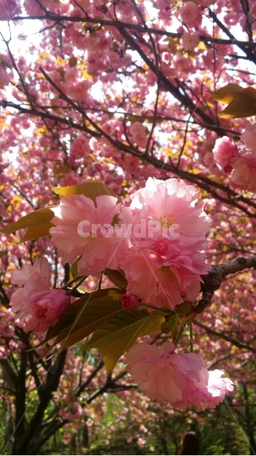 겹벚꽃,벚꽃,꽃놀이,봄,벚꽃놀이,식물,자연,plants,nature,꽃,flower