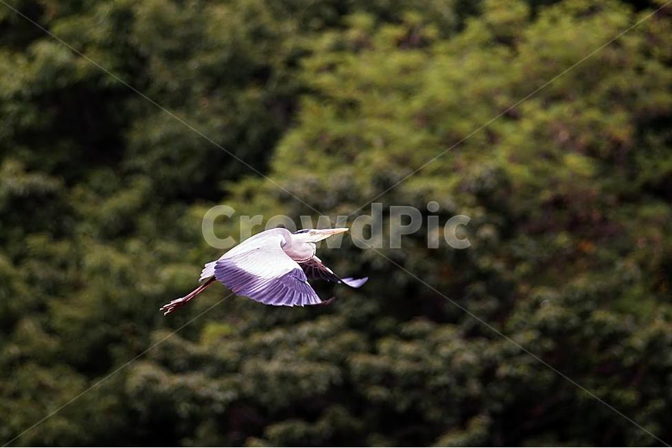 동물,조류,왜가리,탐조,새,물새,동물,animal,조류,새,birds