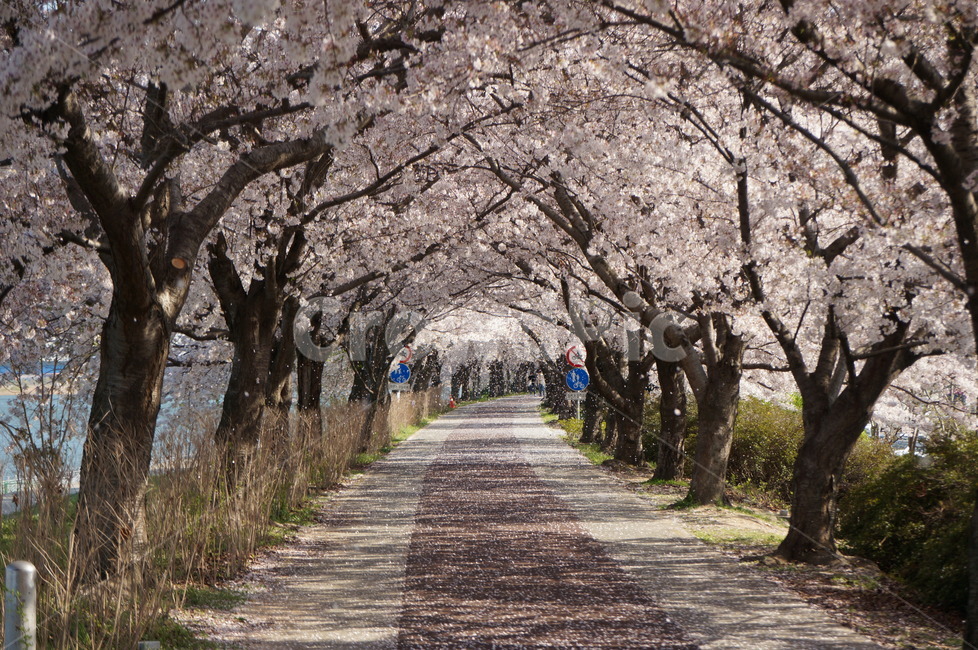 blossom,벚꽃,봄꽃,spring,대저생태공원,꽃축제,아름다운,봄,계절,spring,season,자연,풍경,nature,landscape,plant,식물,flower,꽃